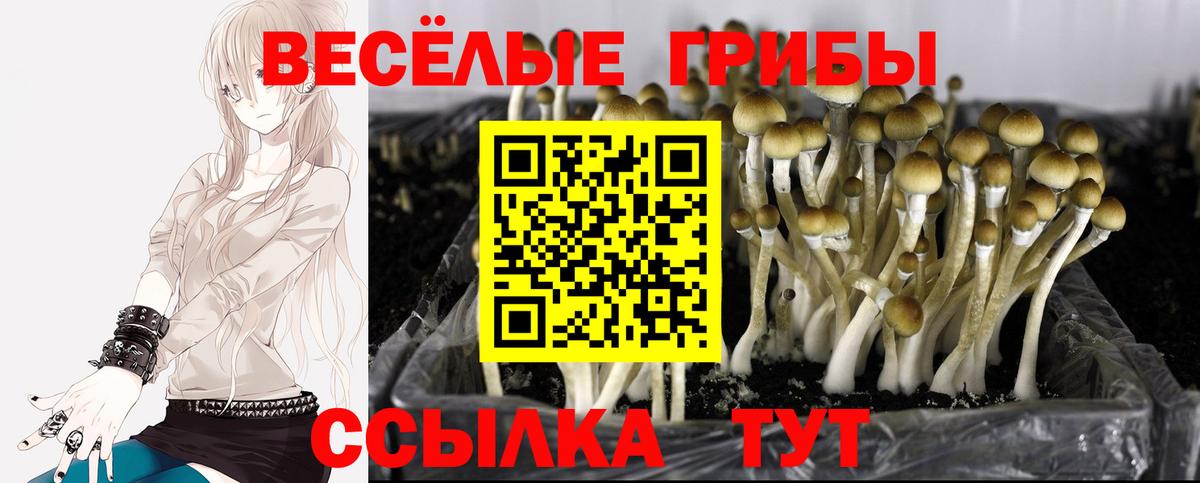 Псилоцибиновые грибы Psilocybe Тюмень